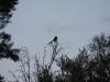 img_7083.jpg